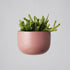 Angus & Celeste Glazed Earth Hanging Planter - Ochre Gloss